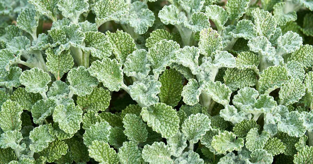 Horehound