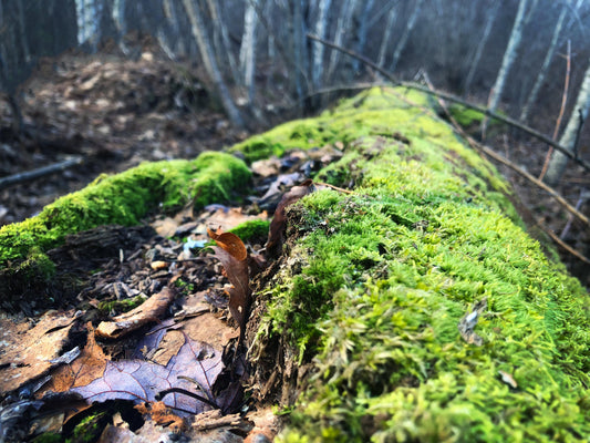 Trail Pass